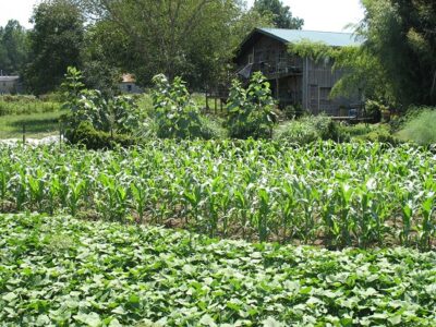 Growing Sweet Potatoes Image